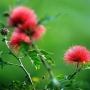 花卉
