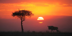 Africa Memory