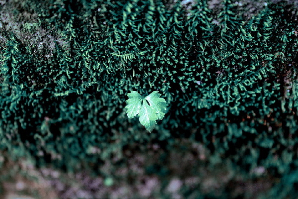 苔藓