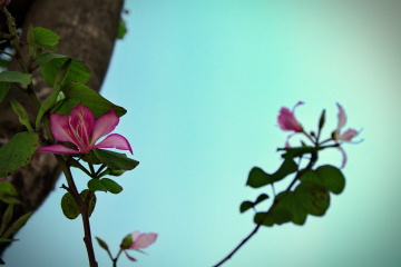 紫荆花