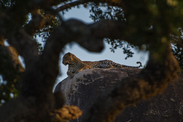 斯里兰卡 亚拉国家公园 - Ating