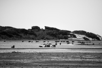 斯里兰卡 亚拉国家公园 - Ating