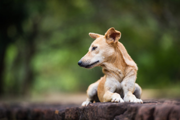 斯里兰卡 亚拉国家公园 - Ating