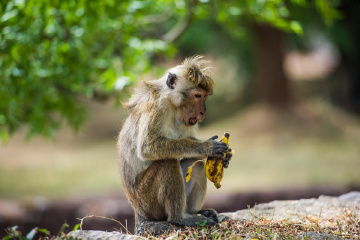 斯里兰卡 亚拉国家公园 - Ating