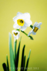 水仙花