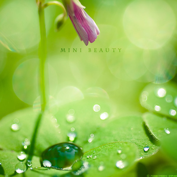 Mini Beauty.
