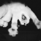 猫小三
