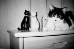 猫小三