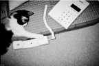 猫小三