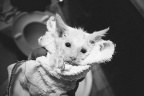 小六是只猫