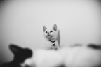 _70089961