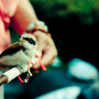 birdmarket-12