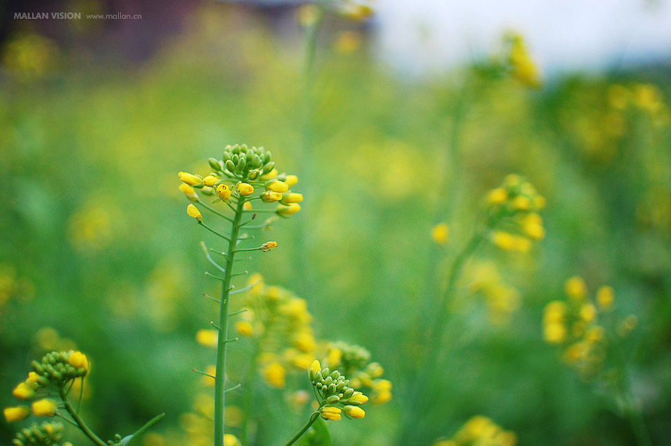 什么的桃花填空_什么的菜花_什么的桃花 - 久爱