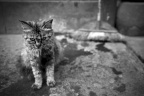 NIC_1576