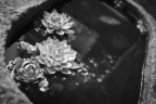 NIC_0629
