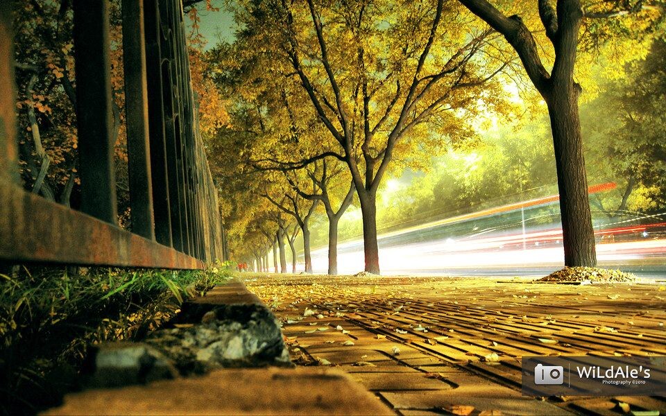 街道夜景/深秋萧索的街道 br 夜晚中不仅有沿街的黄叶和匆匆的车