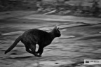 奔跑的猫