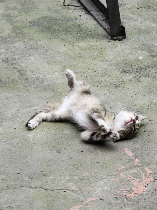 夏午眠3