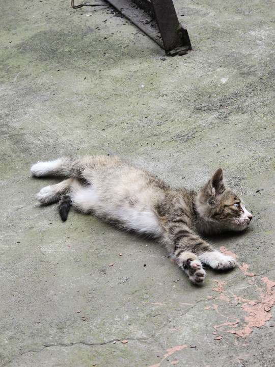 夏午眠4