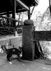 寺猫2