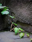 爬山虎