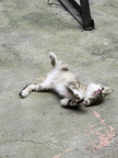 夏午眠3
