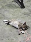 夏午眠5