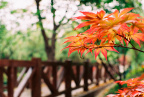 浣花溪之春