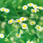 小花