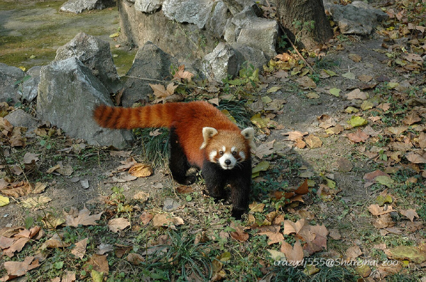 小熊猫
