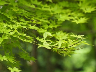 国产凤凰50/1.7动物园试镜