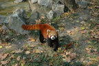 小熊猫