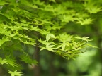国产凤凰50/1.7动物园试镜