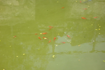 P1030044