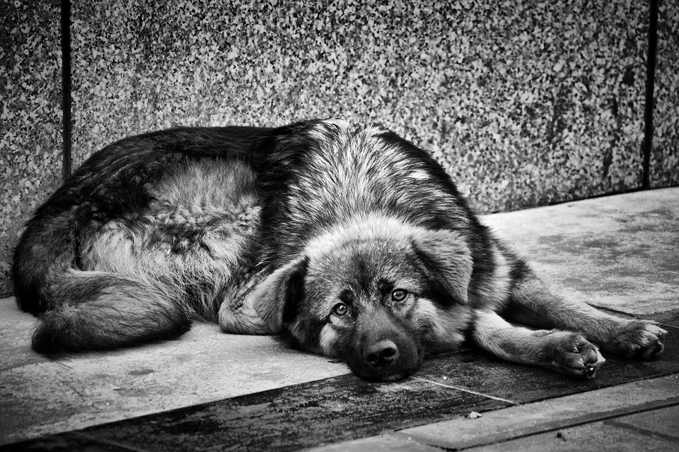 老狗 -  Z先生 的隐秘乐园 - 黑白摄影 - 图虫摄影网