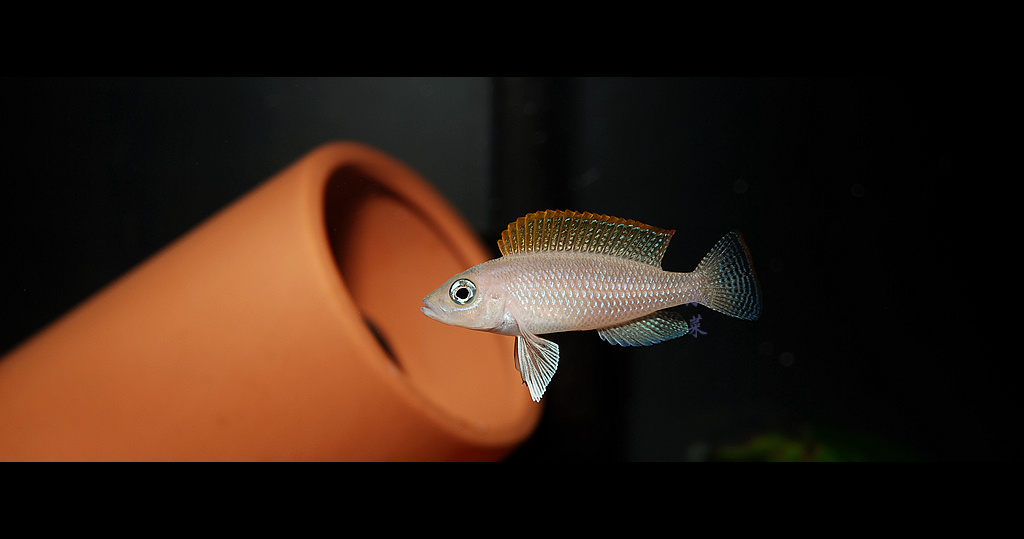 黄帆天堂鸟 非洲三湖鱼 坦湖 - ★ MAX ★ - 图虫摄影网