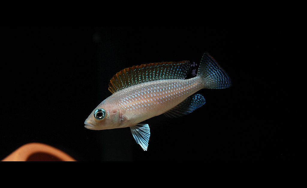 黄帆天堂鸟 非洲三湖鱼 坦湖 - ★ MAX ★ - 图虫摄影网