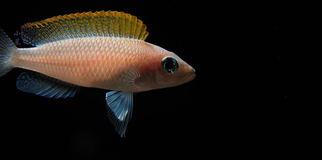 黄帆天堂鸟 非洲三湖鱼 坦湖 - ★ MAX ★ - 图虫摄影网