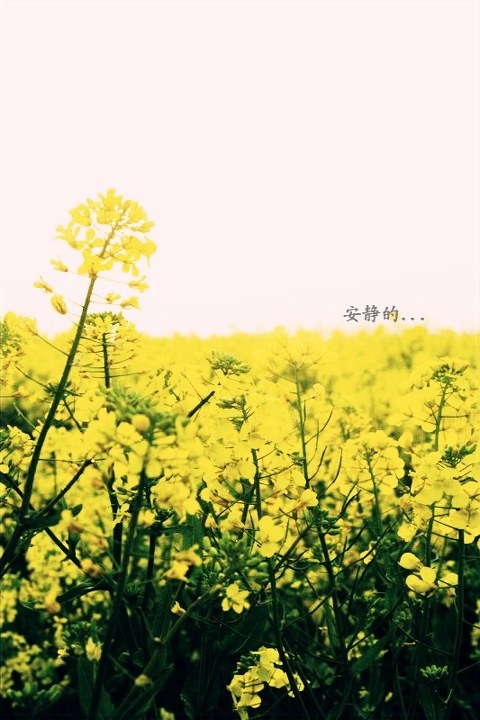 http_imgload_