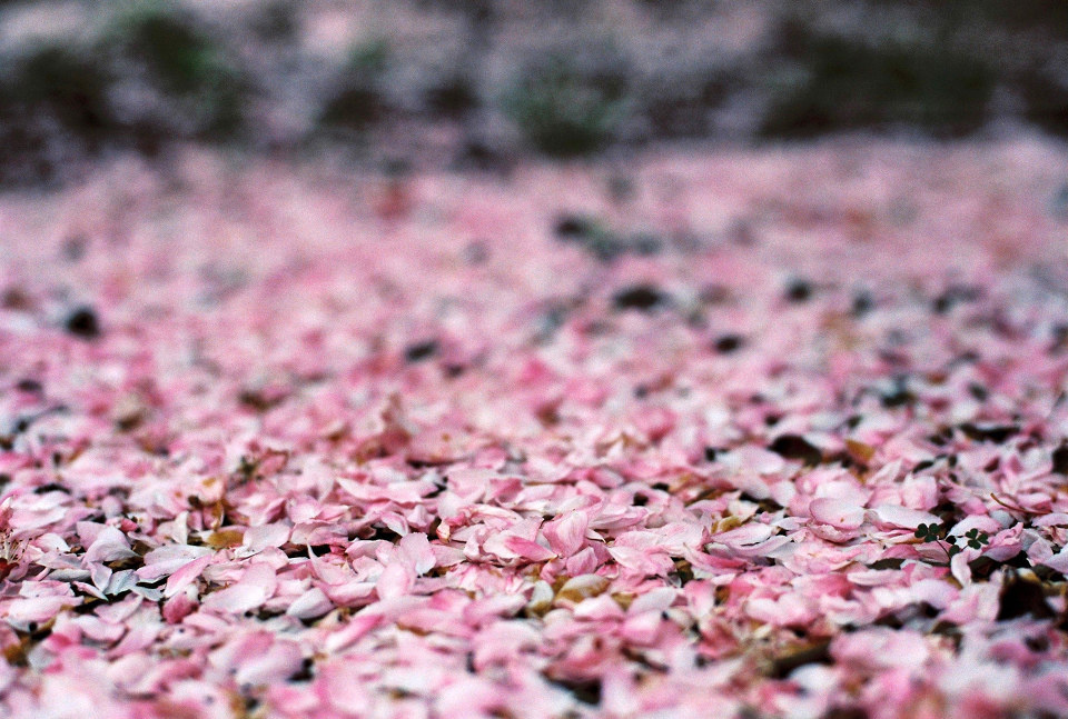落英缤纷_落英缤纷是什么意思_落英缤纷的意思