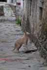 扎什伦布寺的猫