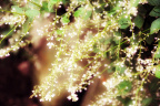 花事