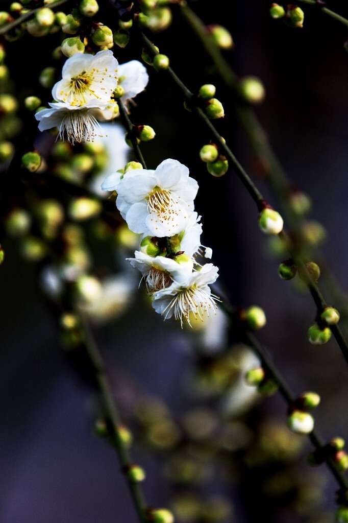 2015南京梅花山梅花节 - 风光, 色彩, 佳能, 南京