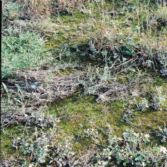 苔藓