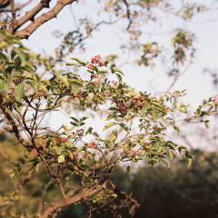 花椒树