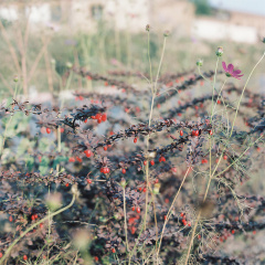 小红果
