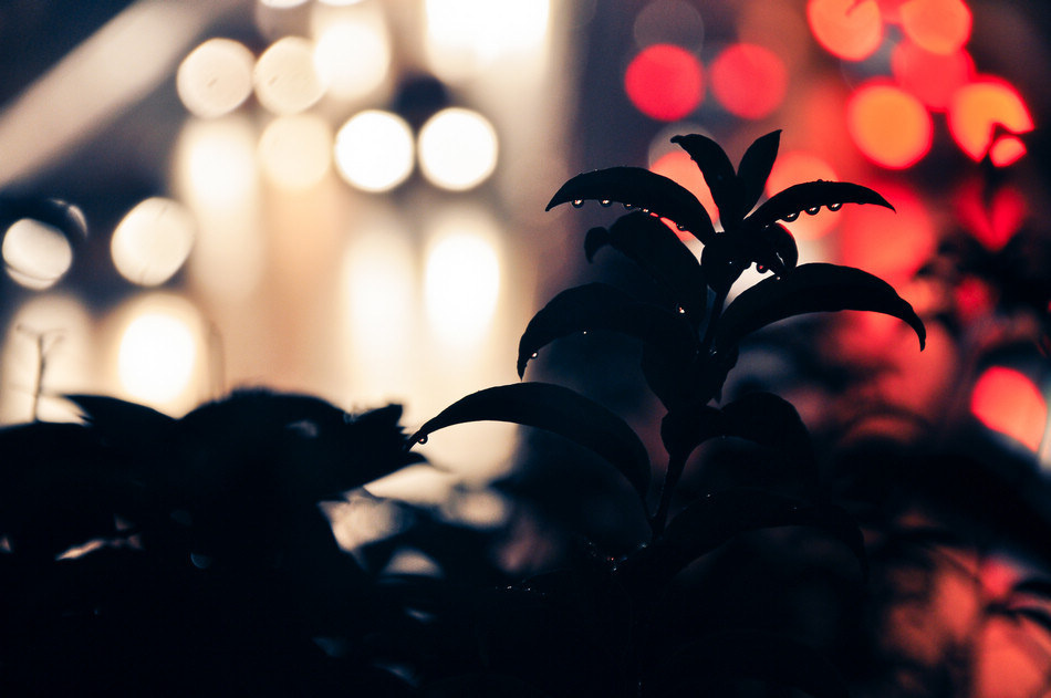 冷雨夜 - 煎鱼哥