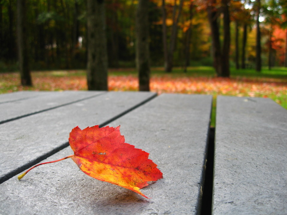 一叶落 满地红 - 《咔啪》杂志投稿---二月·Ca