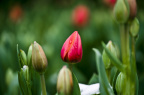 IMGP1477_PS_1