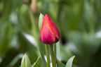 IMGP1479_PS